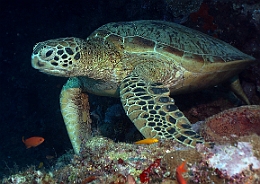 Sipadan_2015_Tortue Franche_Chelonia mydas_IMG_3043_rc